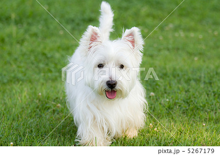 ウエスティー ウエストハイランドホワイトテリア 白い犬 テリアの写真素材