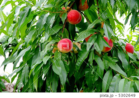 桃の実 桃 果物 収穫の頃の写真素材