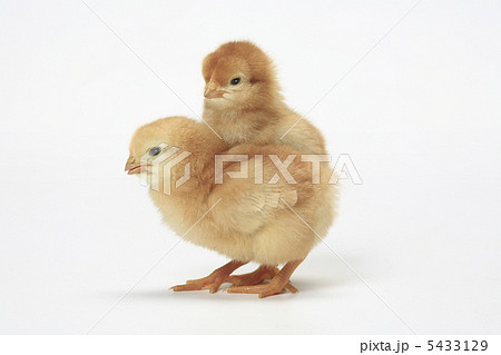 ヒヨコ ひよこ 成長 鶏の写真素材