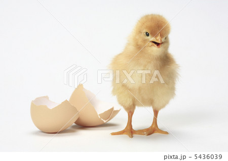 ヒヨコ ひよこ 成長 鶏の写真素材
