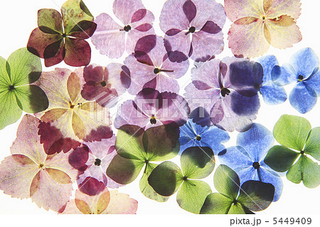 紫陽花の押し花の写真素材 紫陽花の押し花の写真素材