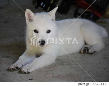 北海道犬写真集 25232002138.jpg