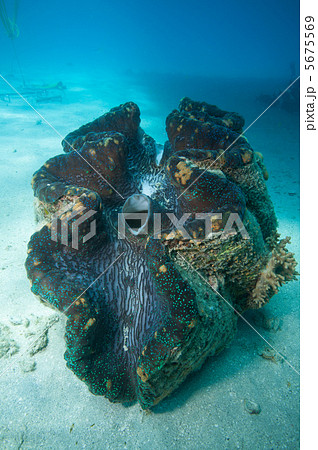 大シャコガイの写真素材 - PIXTA