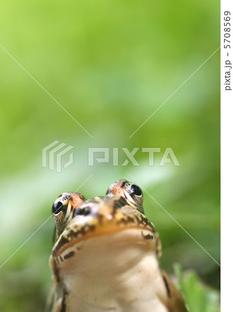 カエル トノサマガエル クローズアップ 顔 緑色の写真素材