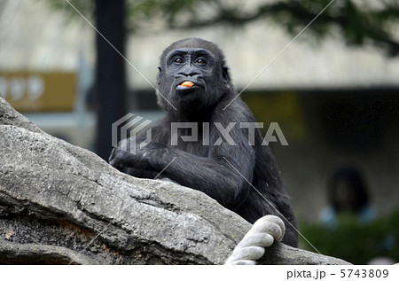 動物 猿 ゴリラ 子供 昼 視線 毛 鼻 手 口の写真素材 動物 猿 ゴリラ 子供 昼 視線 毛 鼻 手 口の写真素材