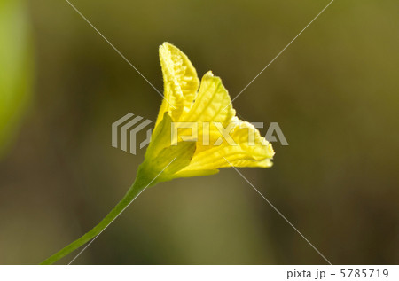 ツルレイシ 花 ガク 植物の写真素材