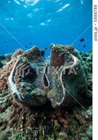 大シャコガイの写真素材 - PIXTA