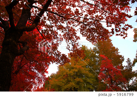台湾ふう 赤い紅葉 紅葉 植物の写真素材
