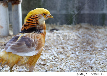 金鶏 キンケイ 鳥 鳥類の写真素材