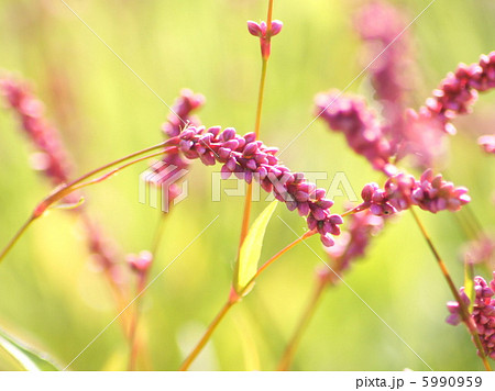 あかまんま 植物 赤色 草の写真素材
