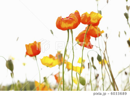 アマポーラ 花の写真素材 Pixta