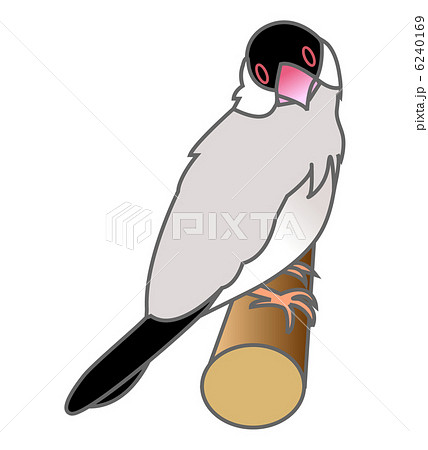1/6 メイ　桜文鳥　イベント限定品　イラスト　写真３枚　初出物 文鳥セット | SKIMA（スキマ）