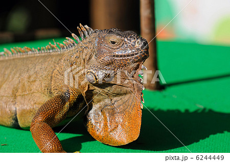 グリーンイグアナ イグアナ 顔 横顔の写真素材