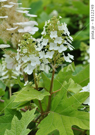 カシワバアジサイ 柏葉アジサイ スノークイーン あじさいの写真素材 カシワバアジサイ 柏葉アジサイ スノークイーン あじさいの写真素材