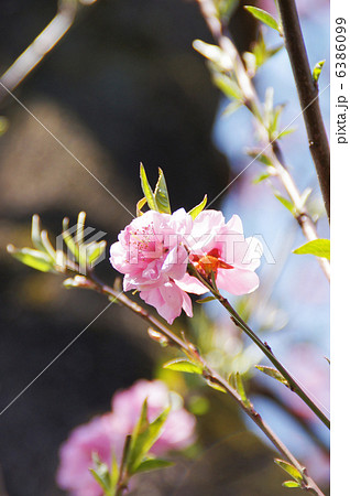 11ページ目 | 桃の木の写真素材 - PIXTA