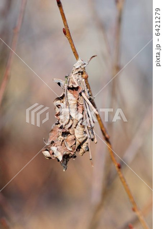 昆虫 ミノムシの写真素材 - PIXTA