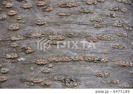 桜 ソメイヨシノ 木 樹皮 自然 幹 テクスチャ 背景の写真素材