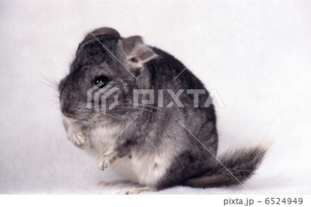 チンチラ かわいい 白色 屋内の写真素材