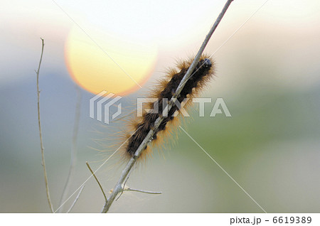 けむしの写真素材 - PIXTA