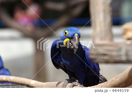 スミレコンゴウインコ 鳥類の写真素材