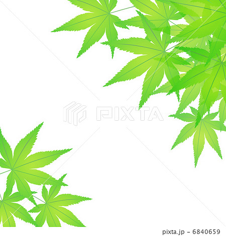 もみじ モミジ 新緑 庭木のイラスト素材 もみじ モミジ 新緑 庭木のイラスト素材