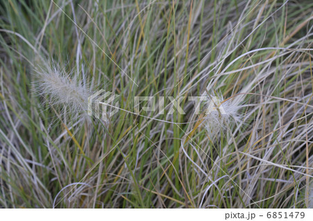 葉 フェザーグラス 植物 クローズアップの写真素材