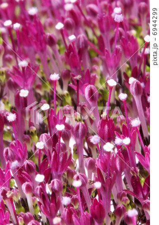 ユウギリソウ 切り花用の写真素材