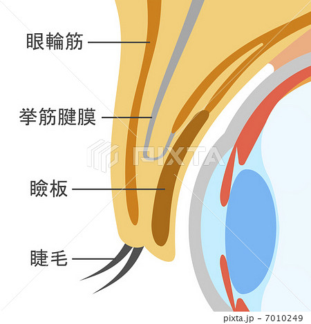 瞼板 筋肉 断面 図の写真素材