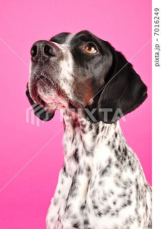 イングリッシュ ポインター 大型犬 動物 犬の写真素材