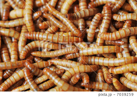 昆虫 芋虫 幼虫 怖いの写真素材
