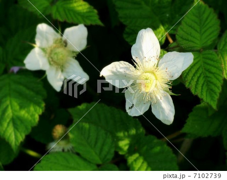 キイチゴの花の写真素材 キイチゴの花の写真素材