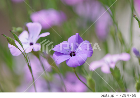 ビスカリア 花 植物 春の写真素材
