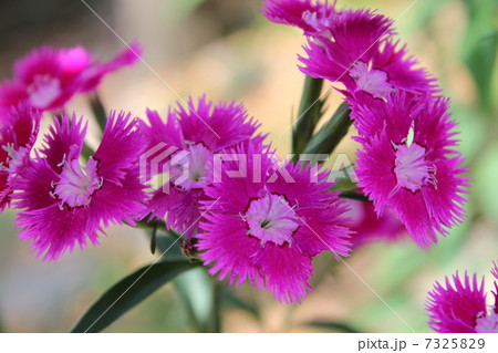 なでしこ 石竹 ピンクの花びら 秋の七草の写真素材 なでしこ 石竹 ピンクの花びら 秋の七草の写真素材