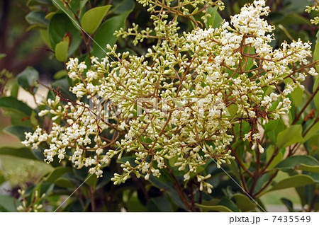 タマツバキの写真素材 - PIXTA