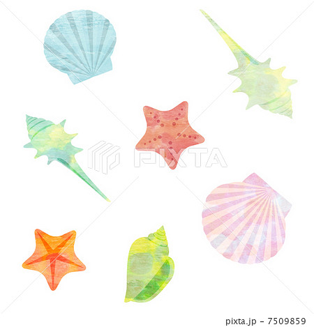 新鮮な貝殻 イラスト 手書き 美しい花の画像