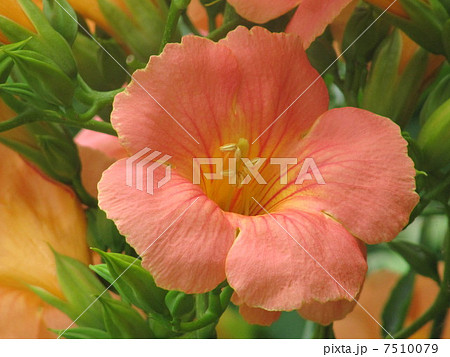 リュウゼンカズラ 花の写真素材