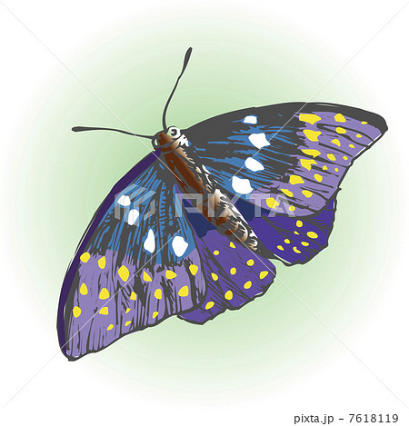 オオムラサキの写真素材 - PIXTA