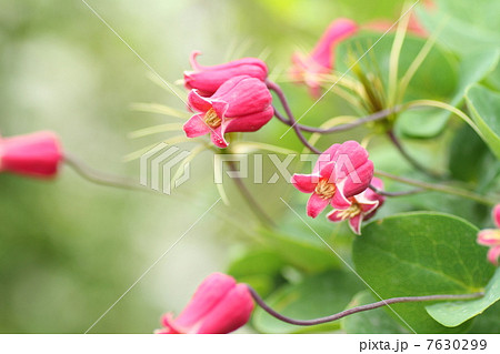 クレマチス 天使の首飾り 花 小花の写真素材