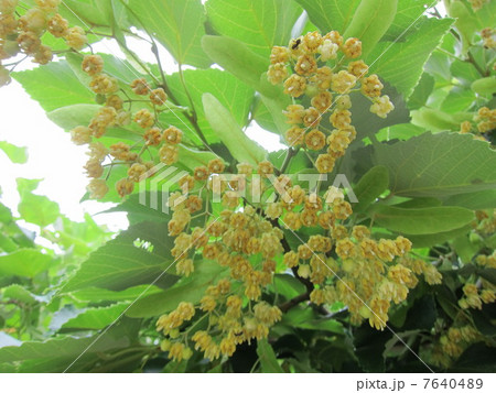 リンデンフラワーの写真素材