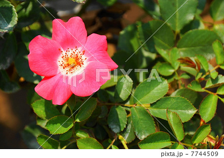 植物 花 薔薇 カクタスの写真素材