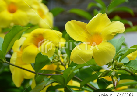 オオバナアリアケカズラ 花 南洋の花 浦添の写真素材