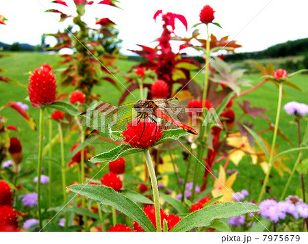いちご草の写真素材