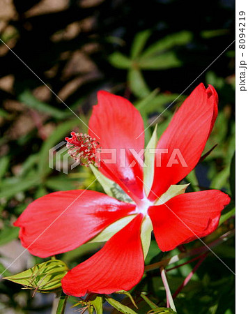 ハイビスカスに似た花の写真素材 Pixta