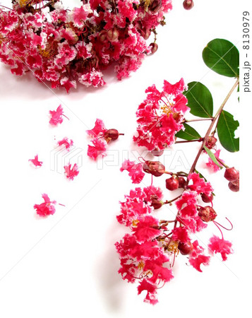 さるすべり サルスベリ 花 切り花の写真素材