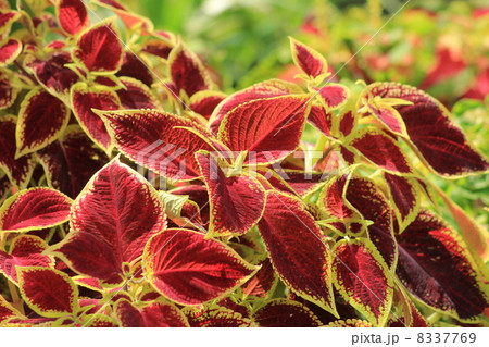 コリウス 観葉植物 葉 赤茶色の写真素材