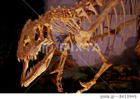 アフロベナトルの写真素材 - PIXTA