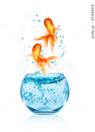 ジャンプ 金魚 金魚鉢 背景の写真素材