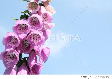 花 花束 ジギタリス キツネノテブクロの写真素材