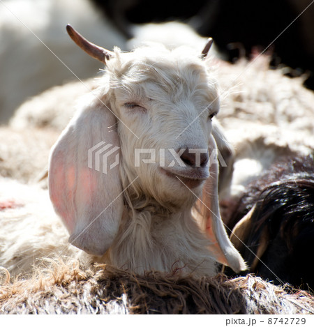 カシミヤヤギの写真素材