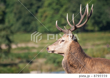 横顔 鹿 自然 植物 望遠の写真素材